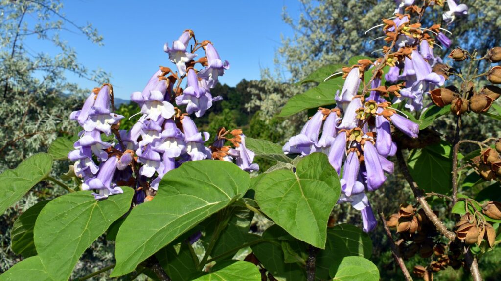 foglia della Paulownia Tomentosa