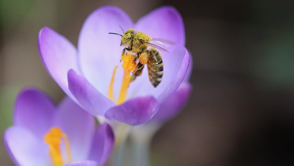 bee, honey bee, crocus-6047004.jpg