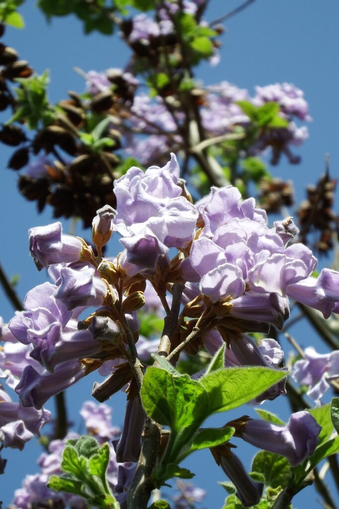 paulownia, flower background, spring-5091015.jpg