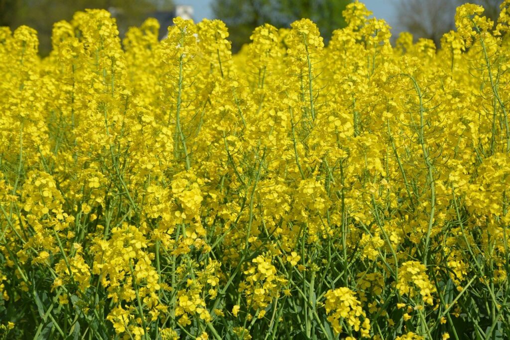 rapeseed, yellow flowers, rapeseed cultivation-7878150.jpg